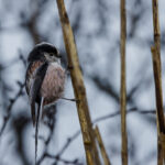 Orite à longue queue